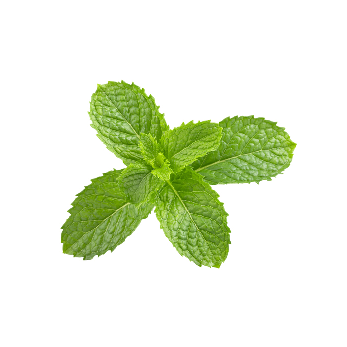 immagine pasta per gelato menta bianca