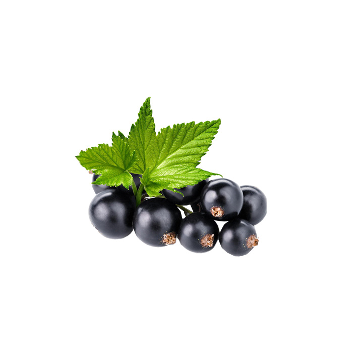 immagine ribes nero